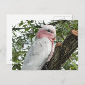 Galah (Roos Breasted/Roseate Cockatau) Briefkaart (Voorkant / Achterkant)