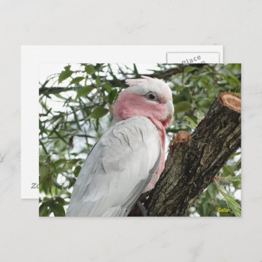 Galah (Roos Breasted/Roseate Cockatau) Briefkaart (Voorkant / Achterkant)