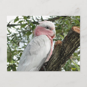 Galah (Roos Breasted/Roseate Cockatau) Briefkaart