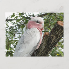 Galah (Roos Breasted/Roseate Cockatau) Briefkaart
