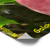 Galah (Roos Breasted/Roseate Cockatau) Poster (Hoek)