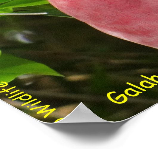 Galah (Roos Breasted/Roseate Cockatau) Poster (Hoek)