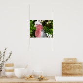 Galah (Roos Breasted/Roseate Cockatau) Poster (Keuken)