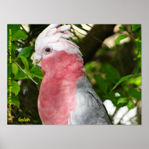Galah (Roos Breasted/Roseate Cockatau) Poster