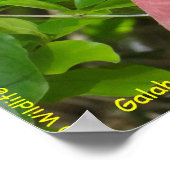 Galah (Roos Breasted/Roseate Cockatau) Poster (Hoek)