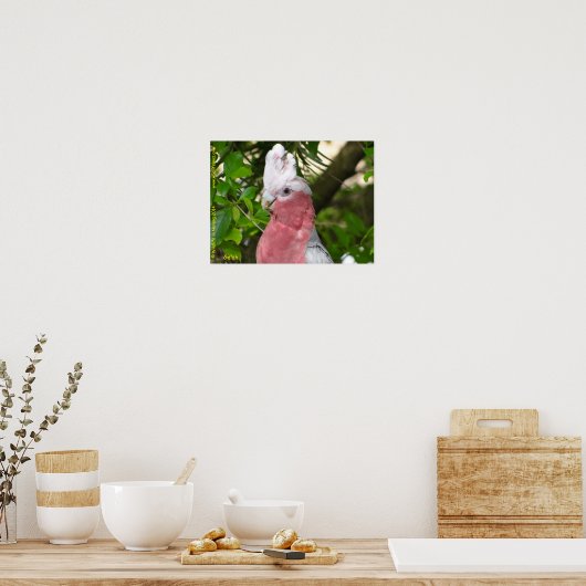 Galah (Roos Breasted/Roseate Cockatau) Poster (Keuken)