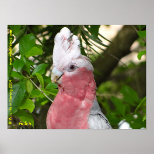 Galah (Roos Breasted/Roseate Cockatau) Poster
