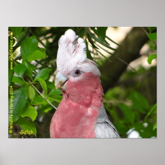 Galah (Roos Breasted/Roseate Cockatau) Poster (Voorkant)