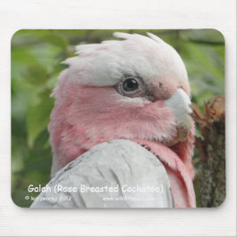 Galah (Roos gekweekt katoenzaad) Muismat