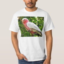 Galah (Roos gekweekt katoenzaad)