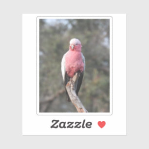 Galah Sticker