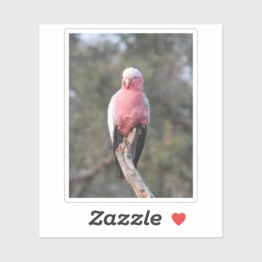 Galah Sticker (Vel)