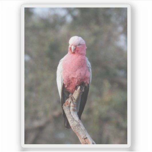 Galah Sticker (Voorkant)
