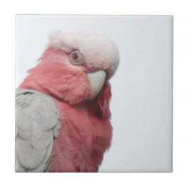 Galah Tile Tegeltje