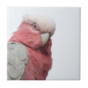 Galah Tile Tegeltje
