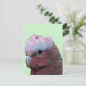 Galahs Briefkaart (Staand voorkant)