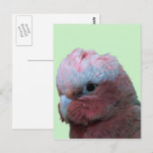 Galahs Briefkaart (Voorkant / Achterkant)