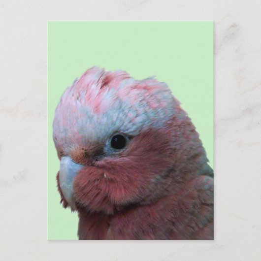 Galahs Briefkaart (Voorkant)