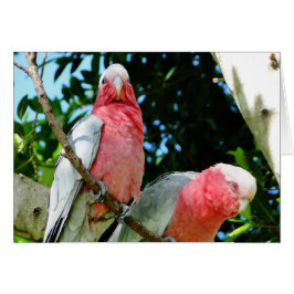 Galahs (Roos Breasted/Roseate Cockatoos)