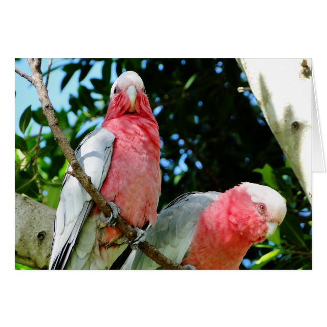 Galahs (Roos Breasted/Roseate Cockatoos) (Voorkant Horizontaal)
