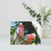 Galahs (Roos Breasted/Roseate Cockatoos) Briefkaart (Staand voorkant)