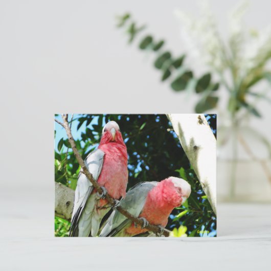 Galahs (Roos Breasted/Roseate Cockatoos) Briefkaart (Staand voorkant)