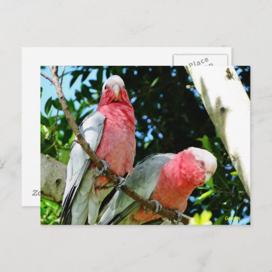Galahs (Roos Breasted/Roseate Cockatoos) Briefkaart (Voorkant / Achterkant)