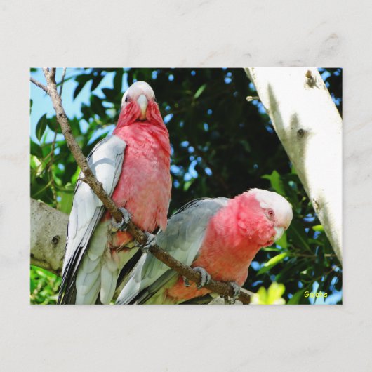 Galahs (Roos Breasted/Roseate Cockatoos) Briefkaart (Voorkant)