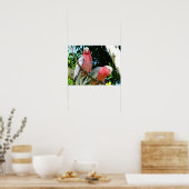 Galahs (Roos Breasted/Roseate Cockatoos) Poster (Keuken)