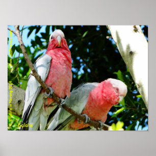 Galahs (Roos Breasted/Roseate Cockatoos) Poster