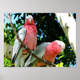 Galahs (Roos Breasted/Roseate Cockatoos) Poster