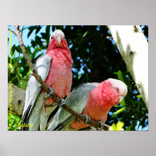 Galahs (Roos Breasted/Roseate Cockatoos) Poster (Voorkant)