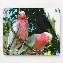 Galahs (Roos verborste katoenplant) Muismat