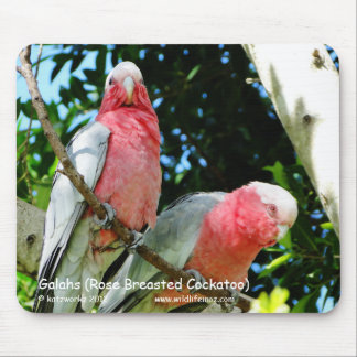 Galahs (Roos verborste katoenplant) Muismat