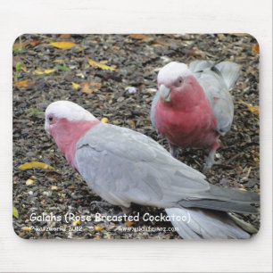 Galahs (Roos verborste katoenplant) Muismat