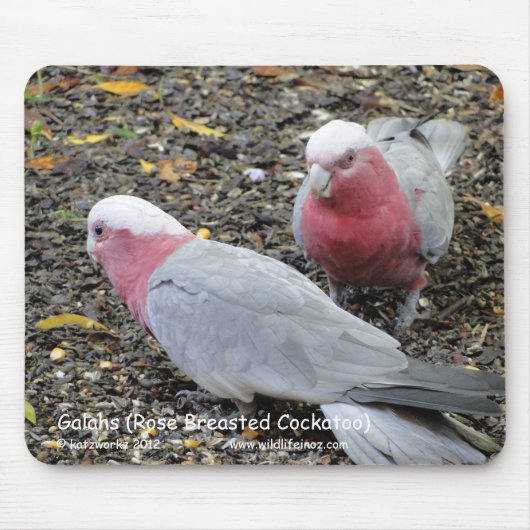 Galahs (Roos verborste katoenplant) Muismat (Voorkant)