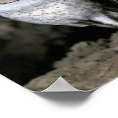 Galapagos Barn Owl Poster (Hoek)