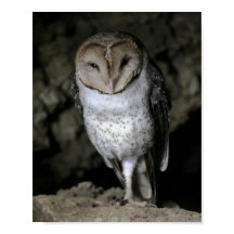 Galapagos Barn Owl