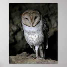 Galapagos Barn Owl Poster