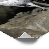 Galapagos Barn Owl Poster (Hoek)