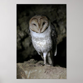 Galapagos Barn Owl Poster