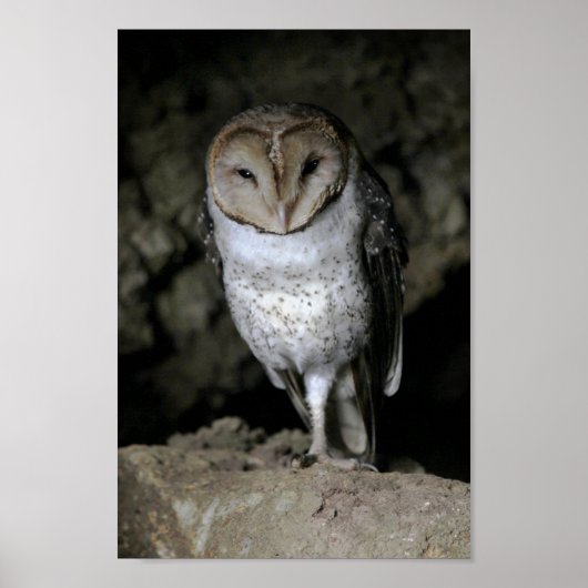 Galapagos Barn Owl Poster (Voorkant)