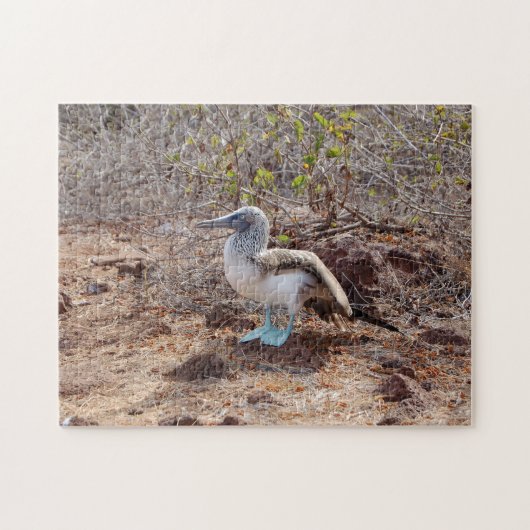 Galapagos blauw-voetzoolpuzzel legpuzzel (Horizontaal)