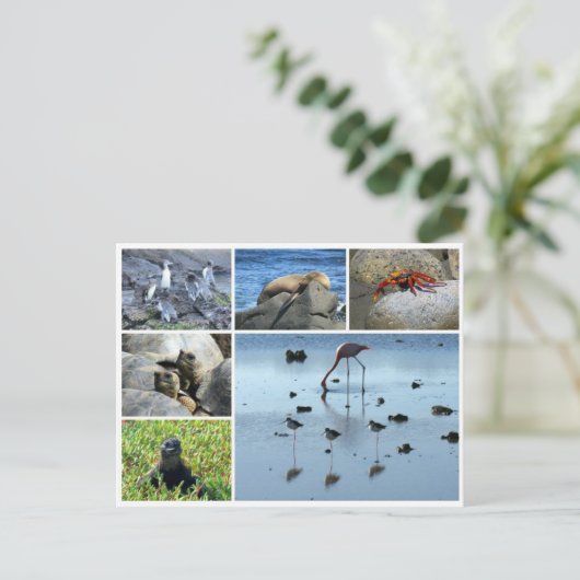 galapagos briefkaart (Staand voorkant)