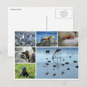 galapagos briefkaart (Voorkant / Achterkant)