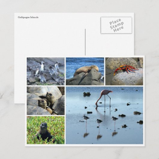 galapagos briefkaart (Voorkant / Achterkant)