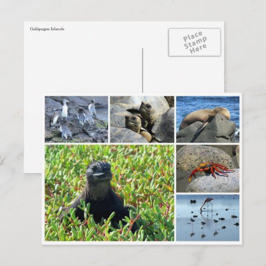 galapagos briefkaart (Voorkant / Achterkant)