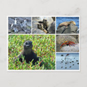 galapagos briefkaart (Voorkant)