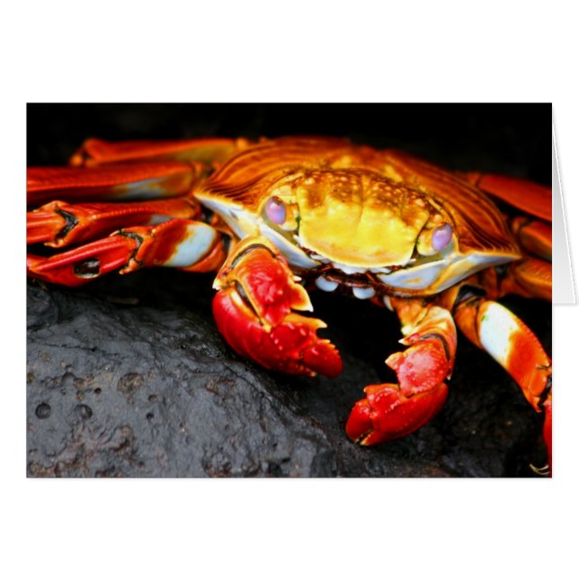 Galapagos Crab (Voorkant Horizontaal)