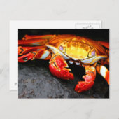 Galapagos Crab Briefkaart (Voorkant / Achterkant)